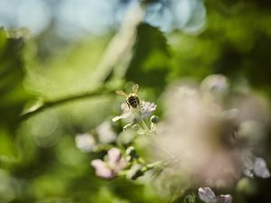 Wildbienen sammeln Pollen und Nektar und sorgen im Ausgleich für reiche Ernte an Obstbäumen. Foto: Fabian Birke